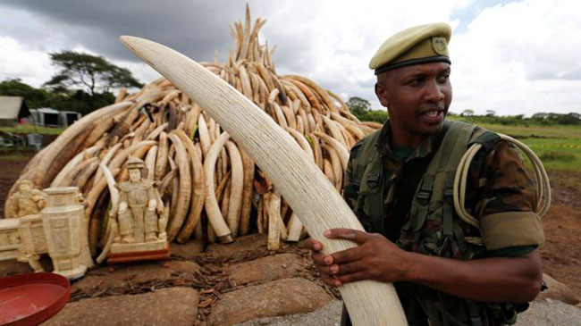 Can Burning Elephant Tusks Help In Protecting African and Asiatic Elephants?